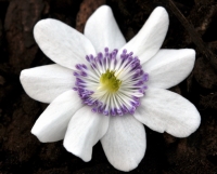 Near perfect single white flower with lavender stamens